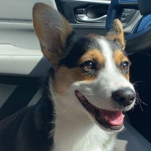 Meet your Posher, Lilly